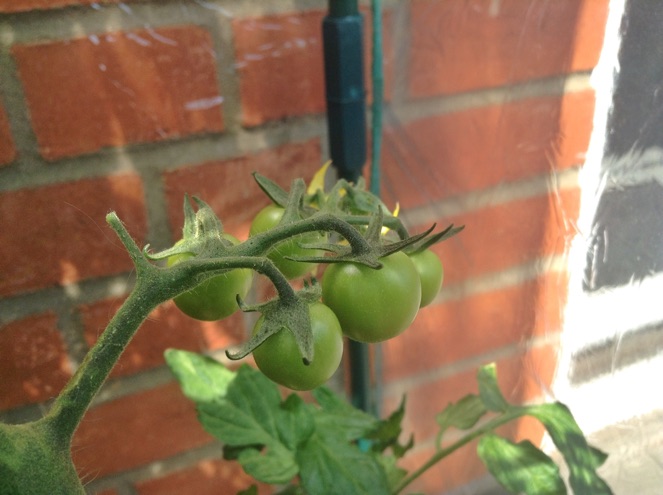 Die ersten Tomatenbabys!!