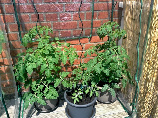 Tomatenjungpflanzen