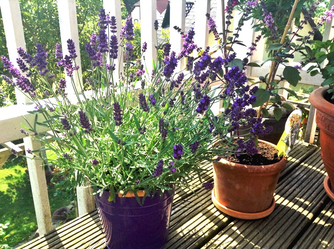 Lavendel und Strauchbasilikum