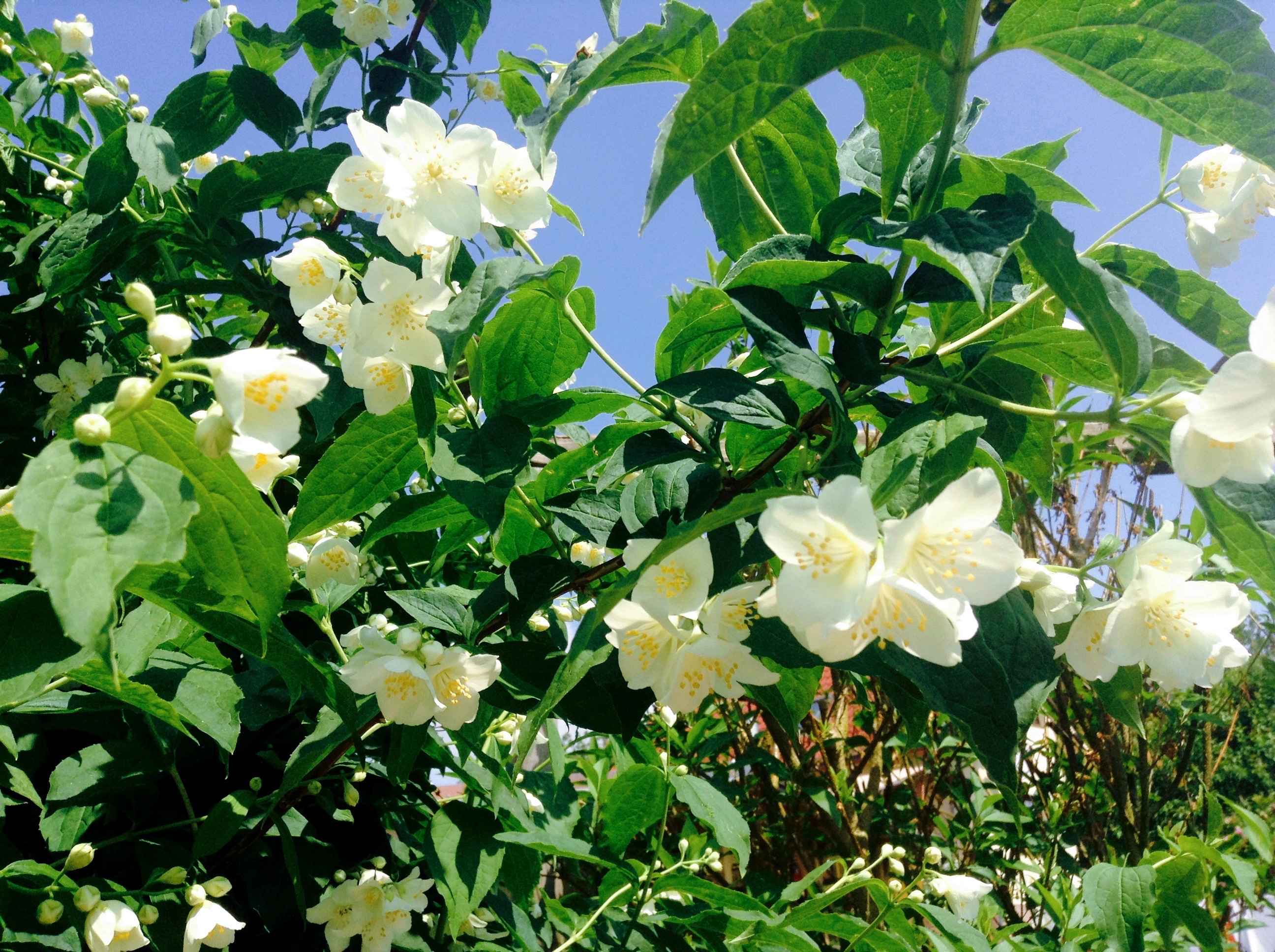 Jasminblüten Charming Quark