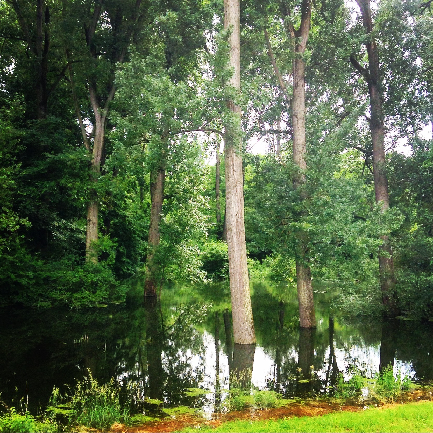 der Rhein ging den Wald besuchen