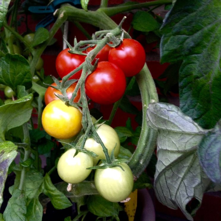 die ersten reifen Tomaten