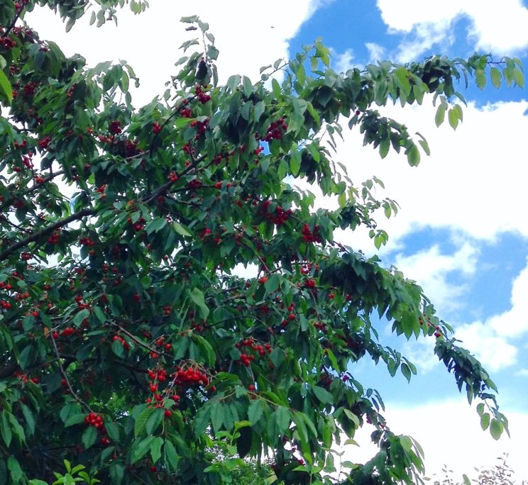 Die Kirschen sind reif