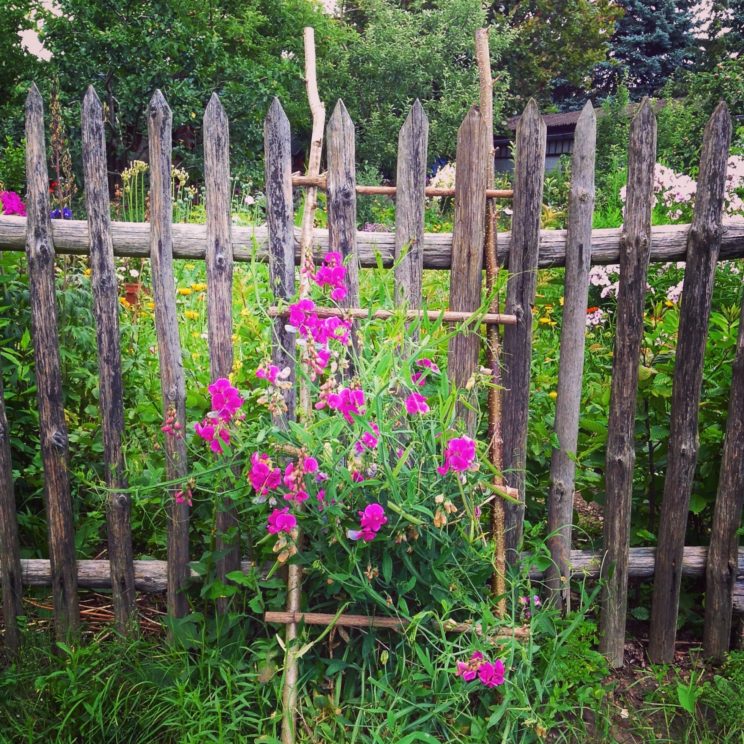Blumen mir rustikaler Rankhilfe in Carwitz