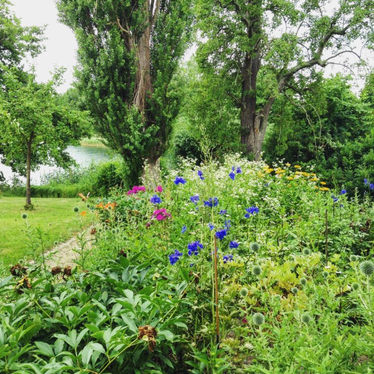 Blumen im Garten des Fallada-Hauses