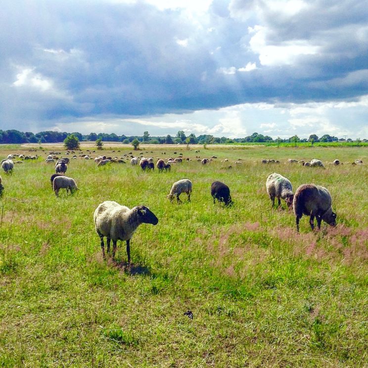 Mecklenburgische Schafe in der Feldberger Seenlandschaft