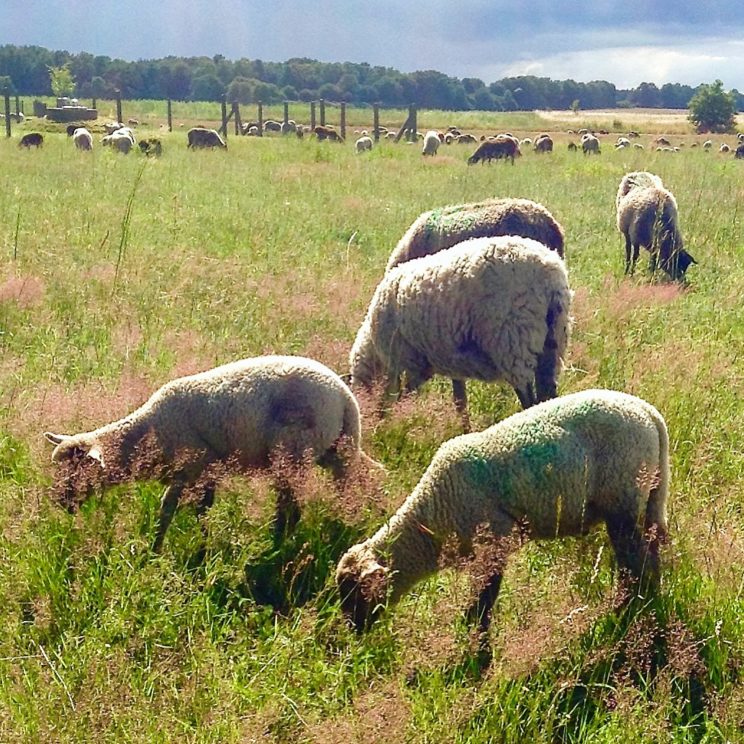 Mecklenburgische Schafe in der Feldberger Seenlandschaft