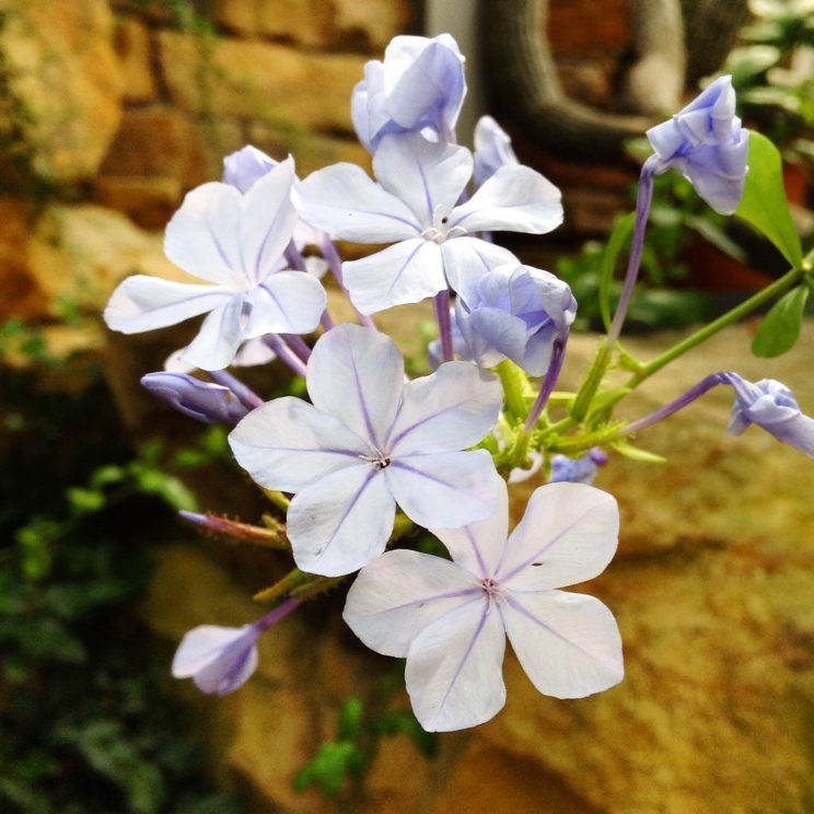 Blütenpracht aus den Gewächshäusern im Botanischen Garten Berlin