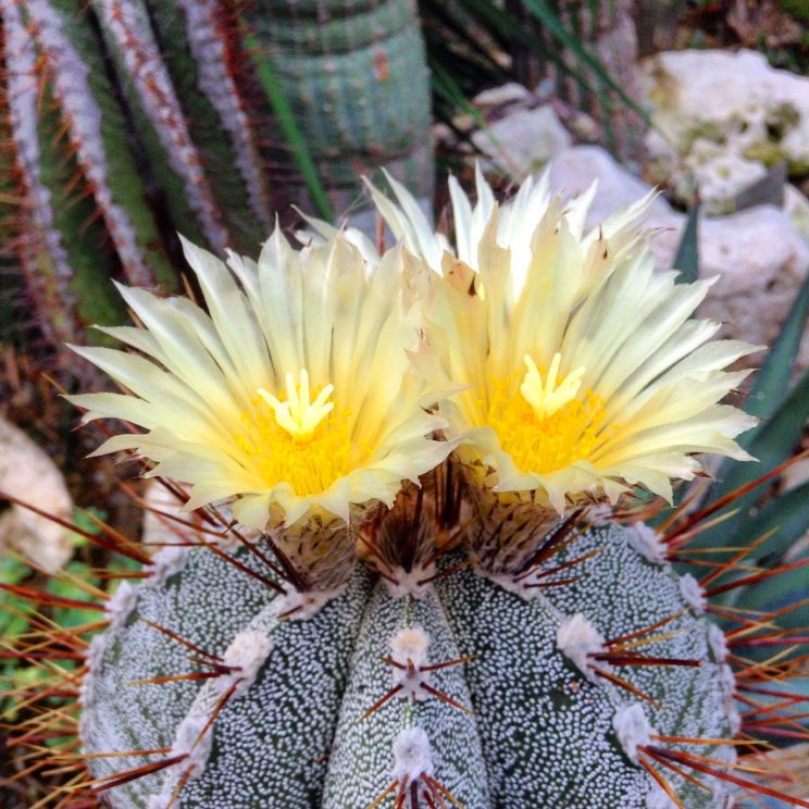 Blütenpracht aus den Gewächshäusern im Botanischen Garten Berlin