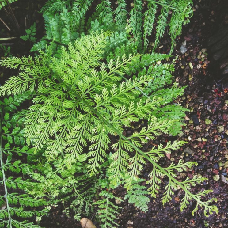 Farndetail aus den Gewächshäusern Botanischer Garten Berlin