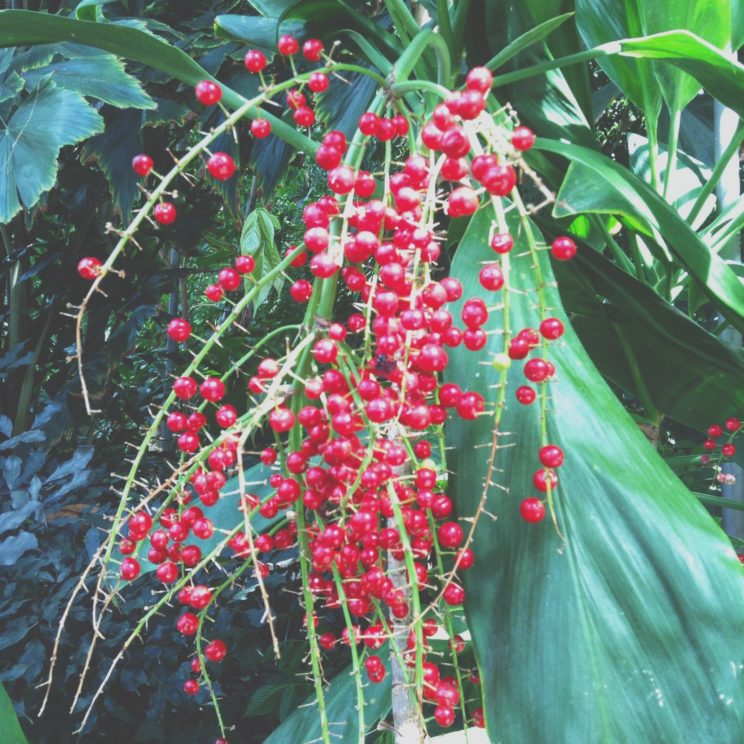 Pflanzen und Fruchtdetail Gewächshäuser Botanischer Garten Berlin