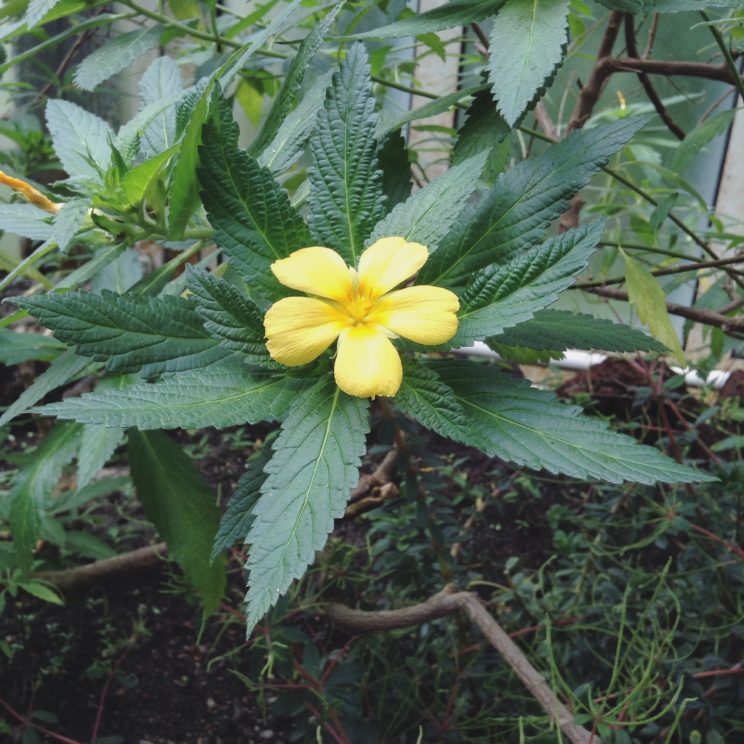 Blütenpracht aus den Gewächshäusern im Botanischen Garten Berlin