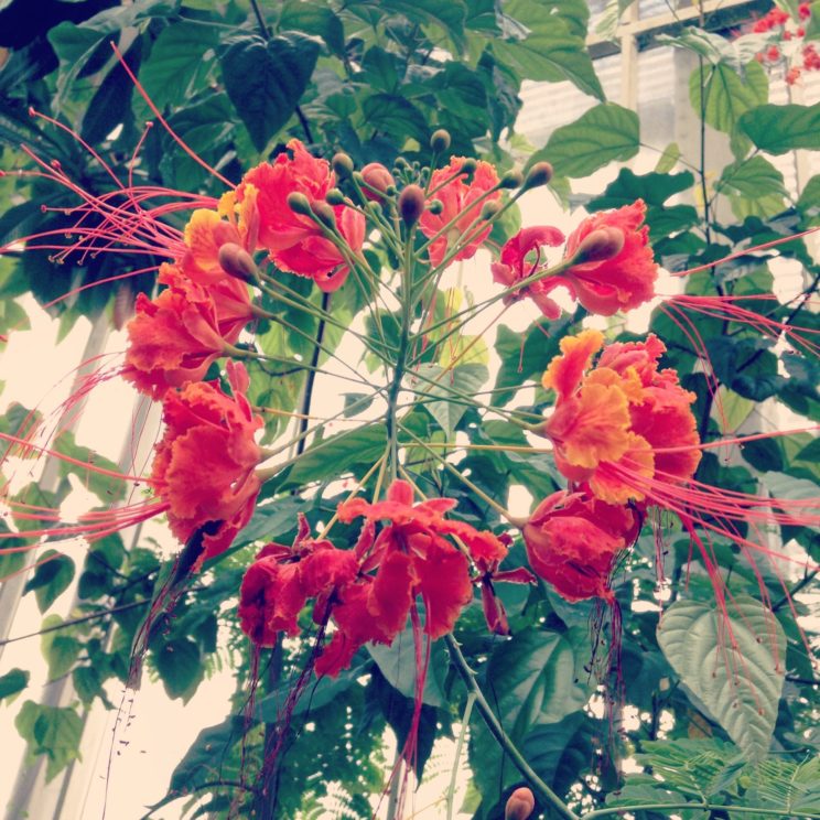 Blütenpracht aus den Gewächshäusern im Botanischen Garten Berlin