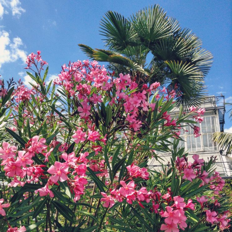 Oleander beim Mittelmeergewächshaus Botanischer Garten Berlin