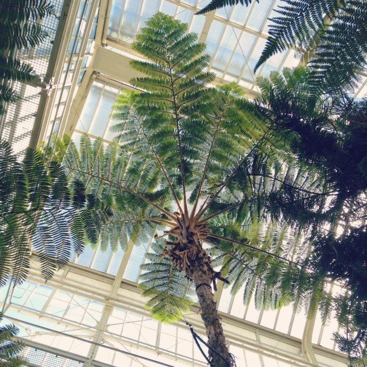 Palmen im Gewächshaus Botanischer Garten Berlin