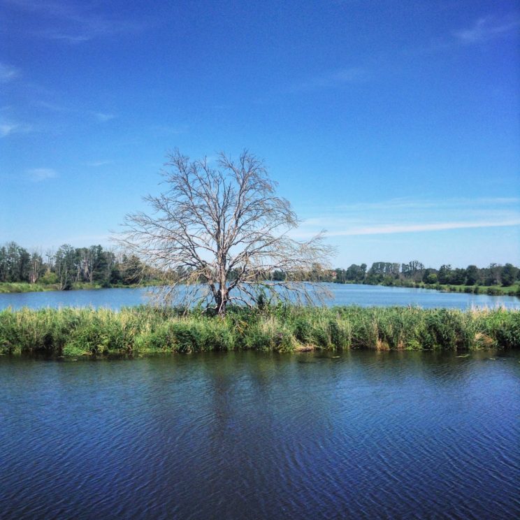 Torfstich an der Peene