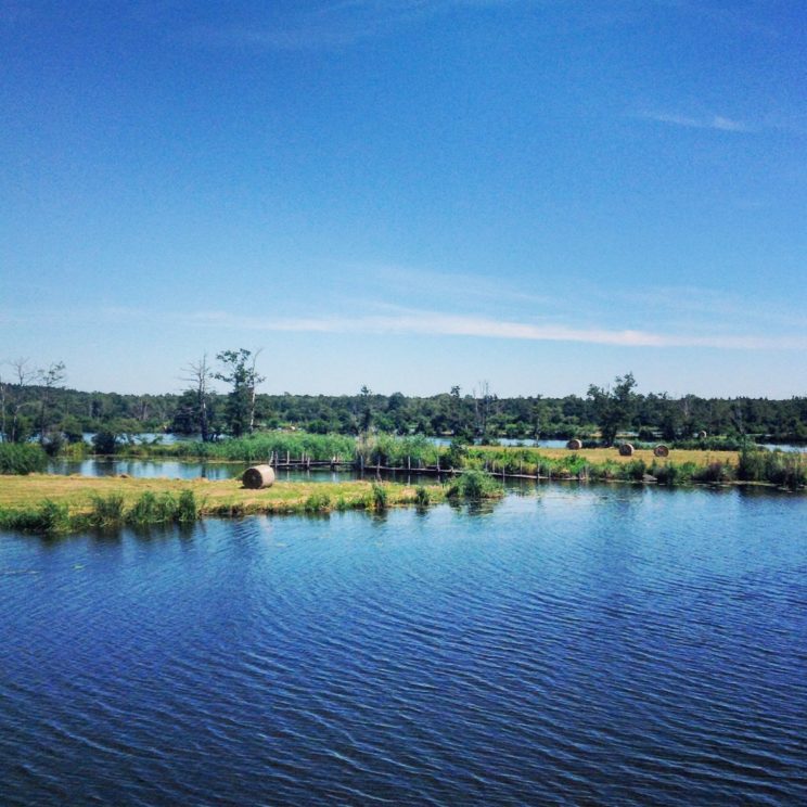 Torfstich und Weiden an der Peene