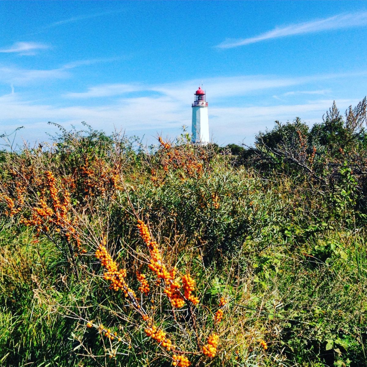 Sanddorn und Leuchtturm Dornbusch