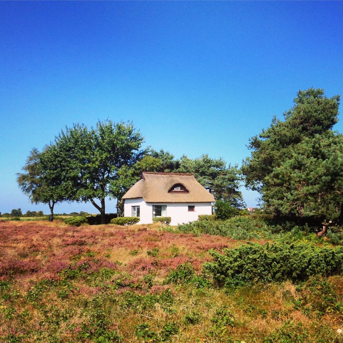 Häuschen in der Dünenheide von Hiddensee