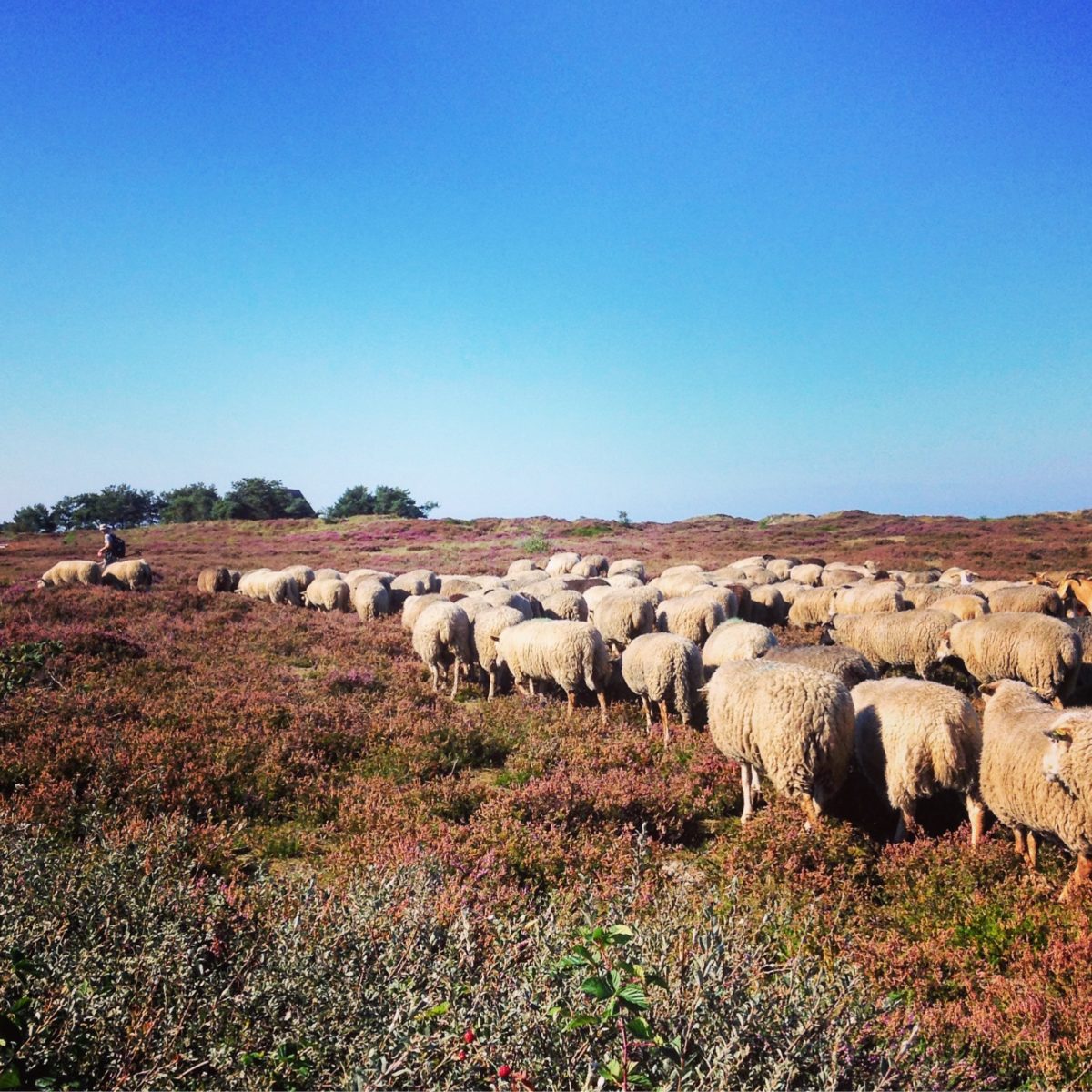 Die Herde rauhwolliger Pommerscher Landschafe zieht durch die Dünenheide auf Hiddensee
