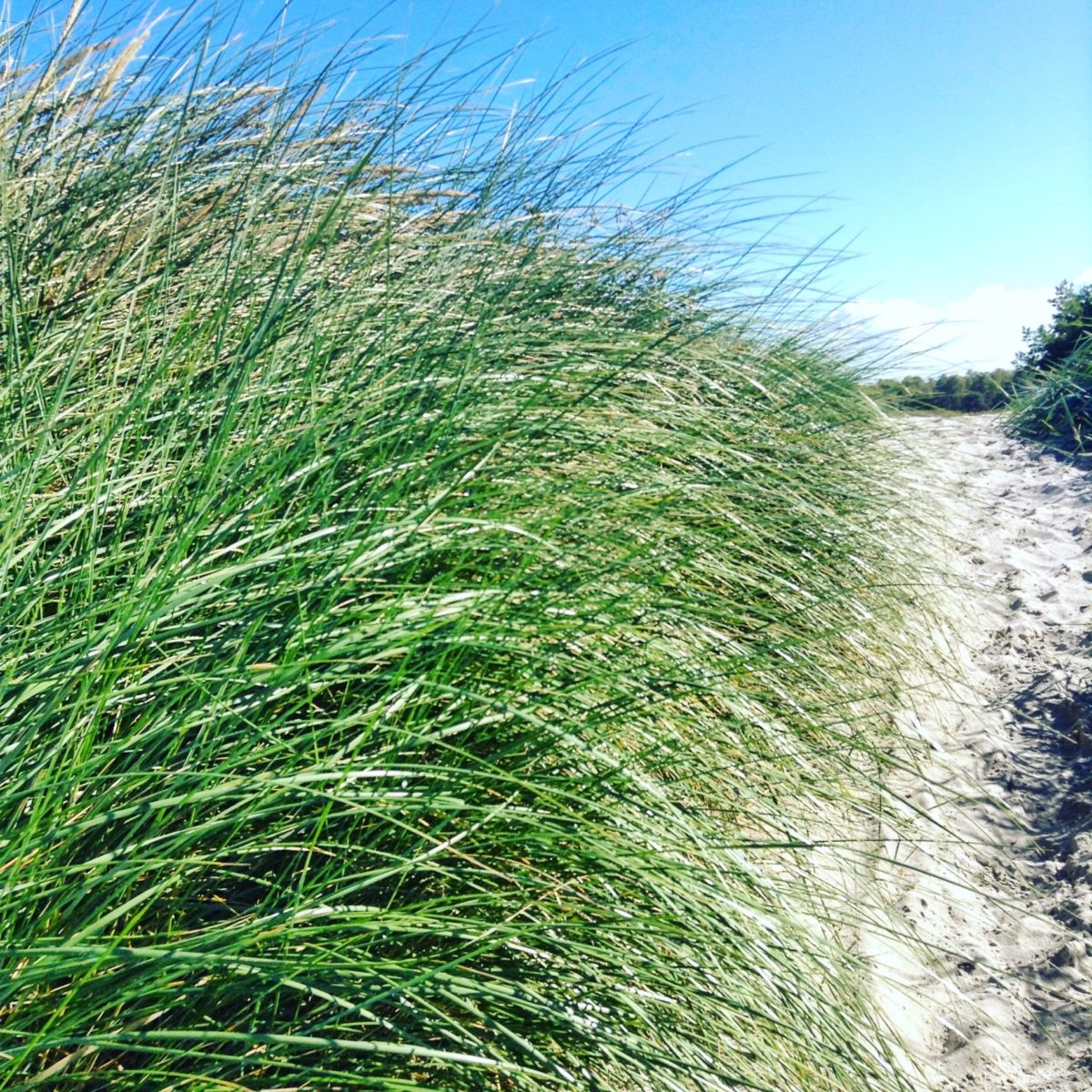 Dünen und Strandzugang am Leuchtfeuer Gellen