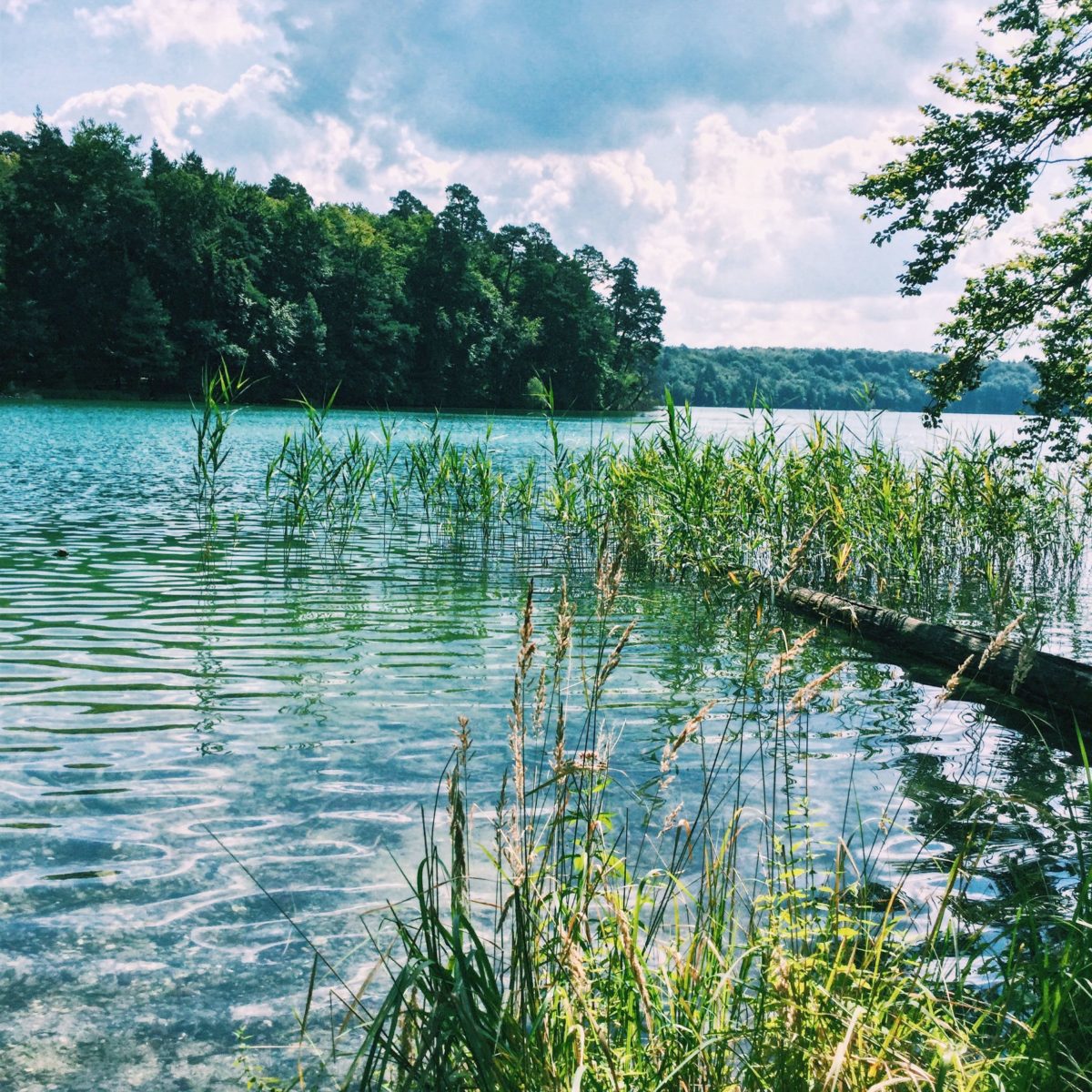 Blick auf den Stechlin