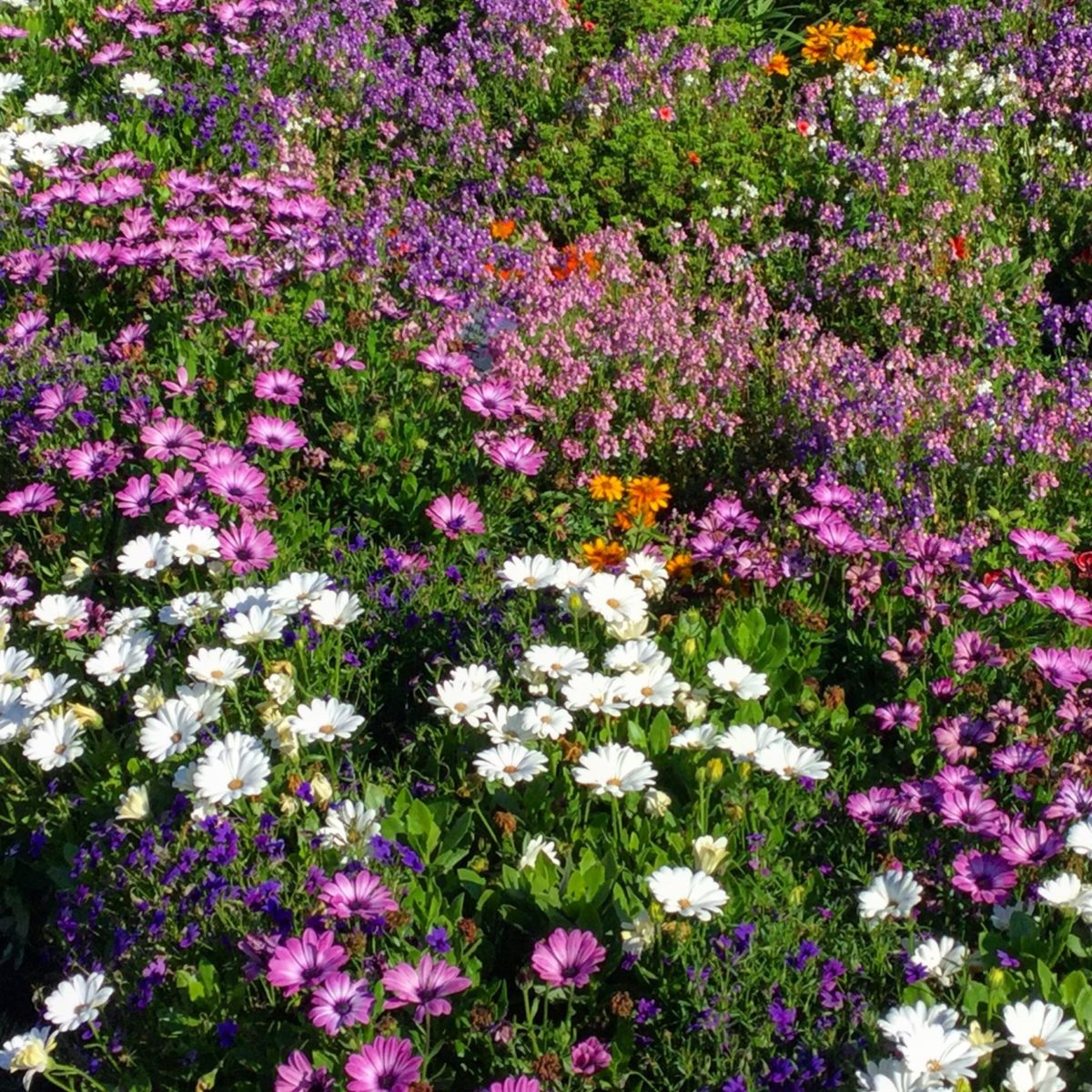 Blumen auf der IGA