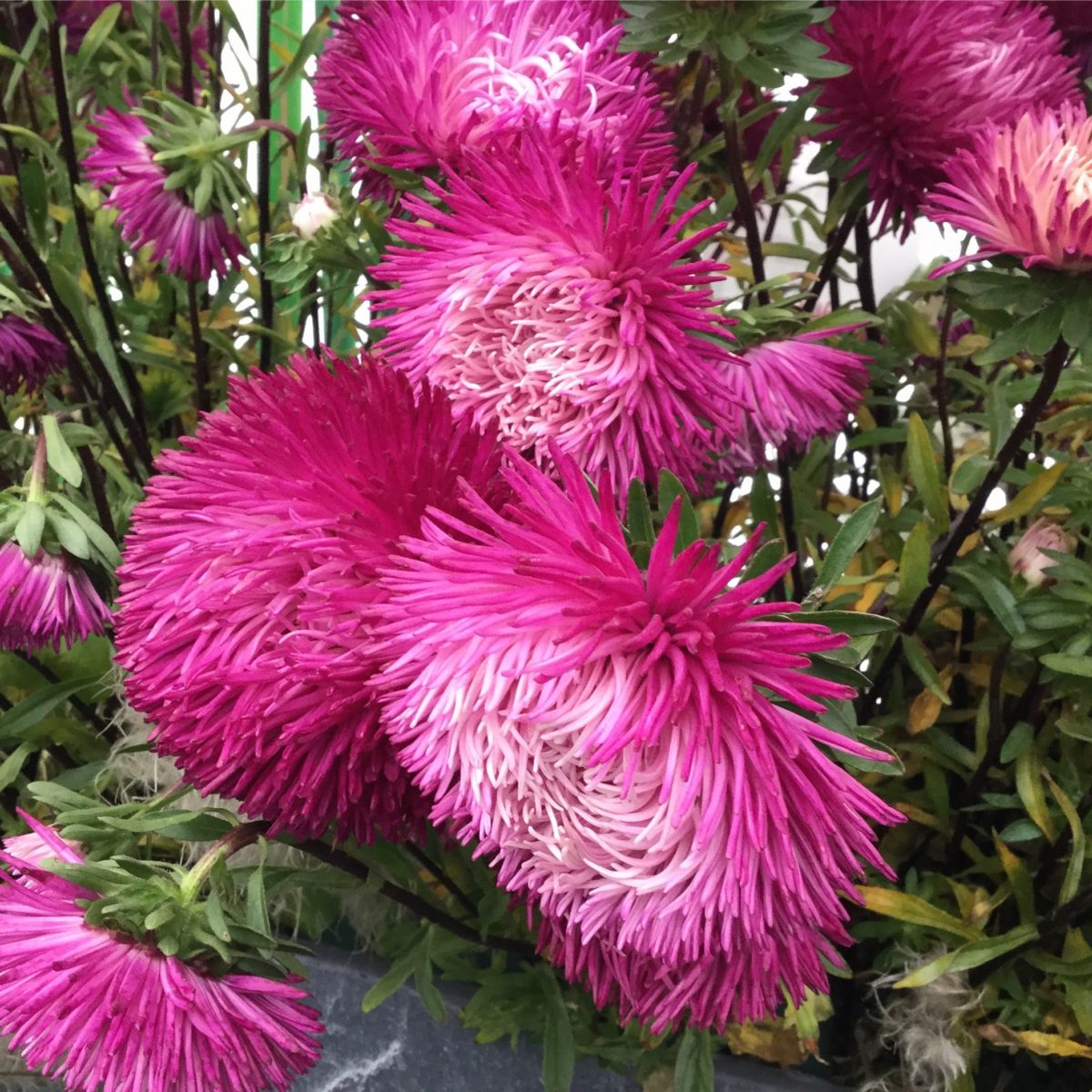 Blumen auf der IGA