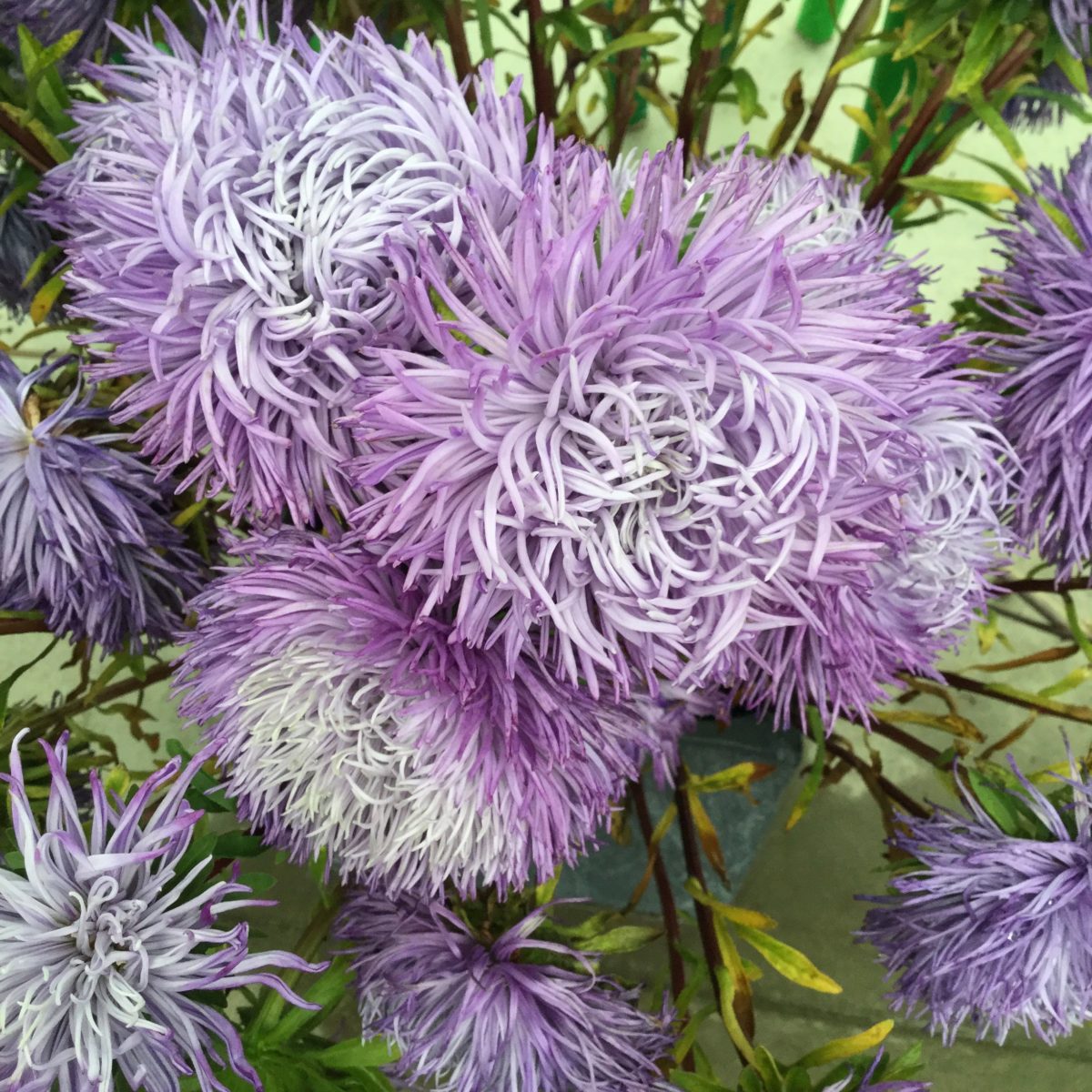 Blumen auf der IGA