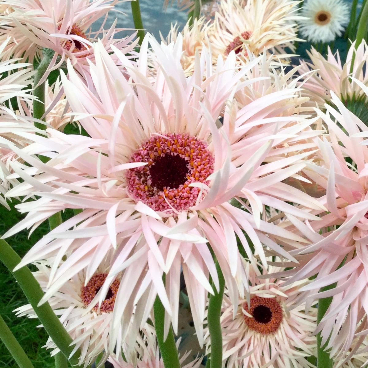 Blumen auf der IGA