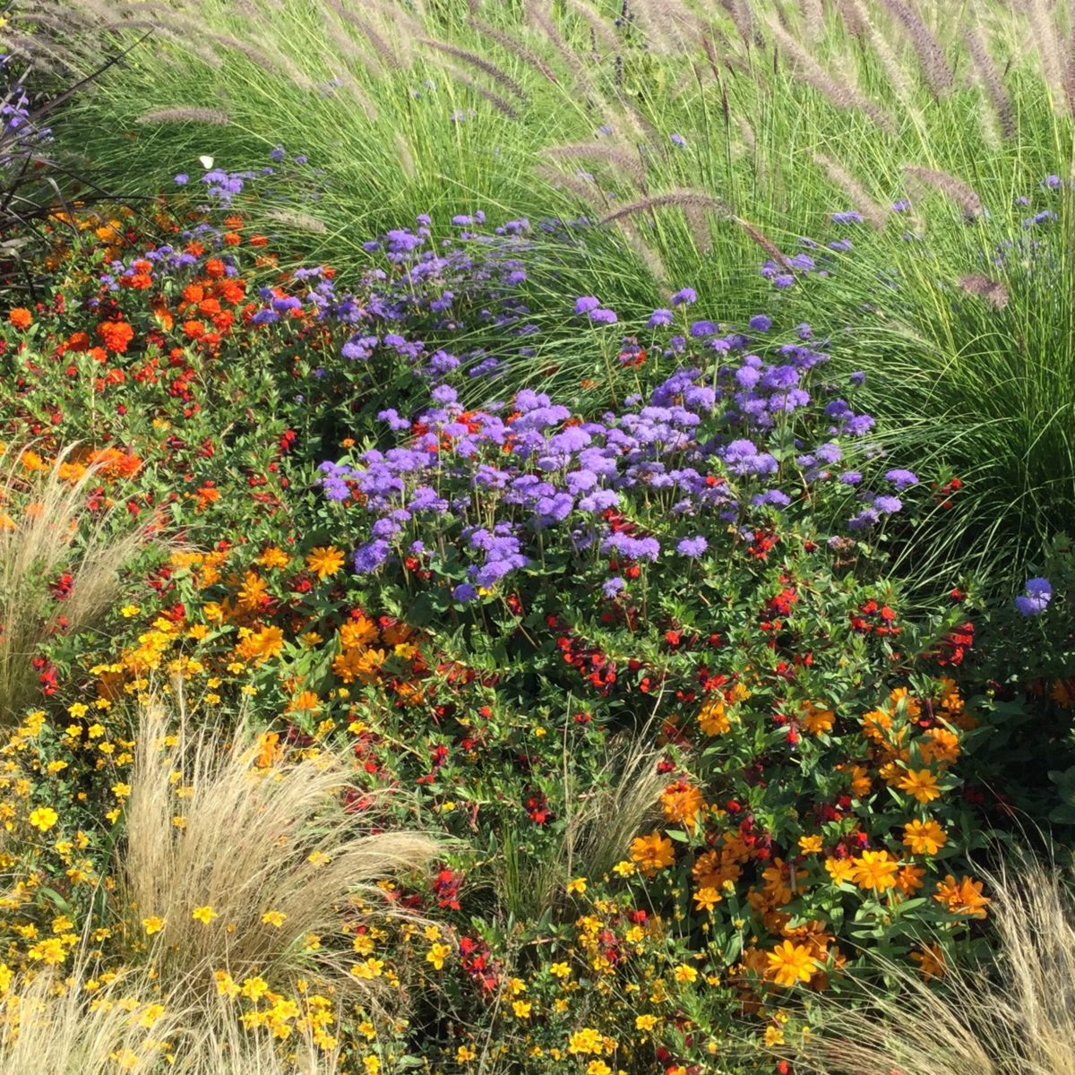 Blumen auf der IGA