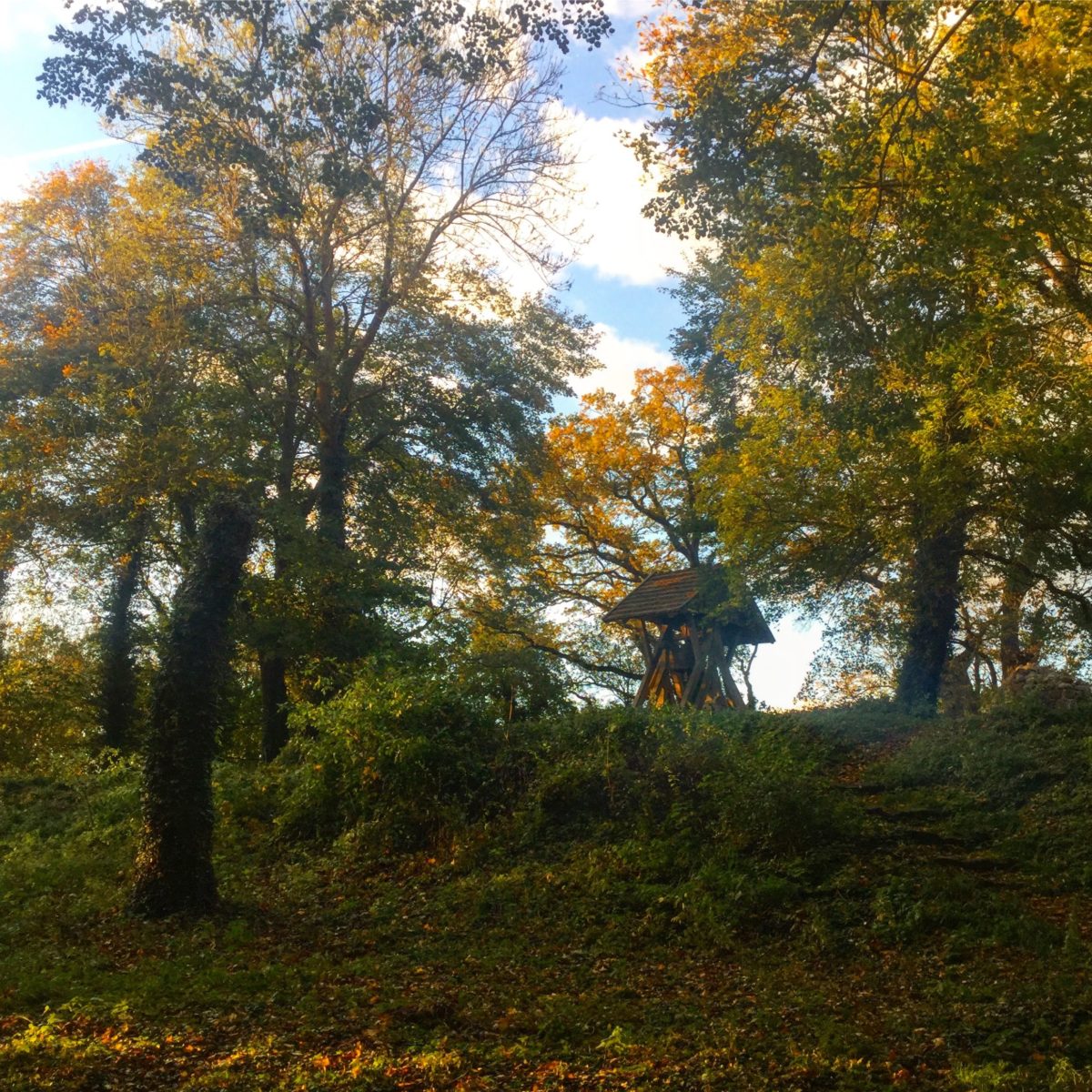 Herbstliche Bäume