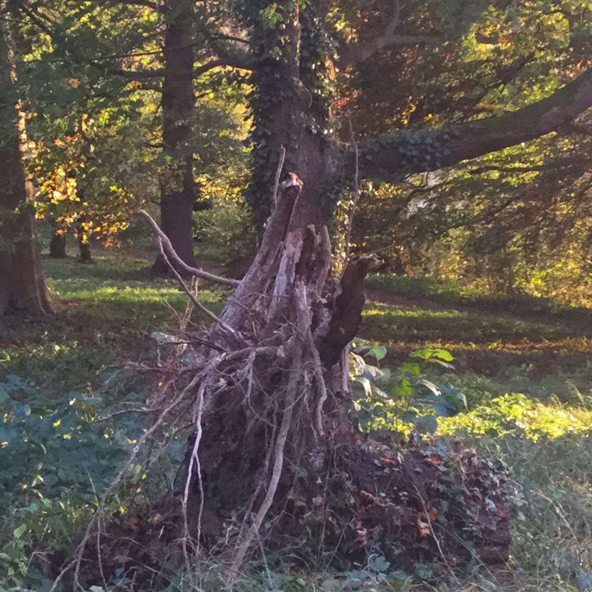 Herbstliche Bäume