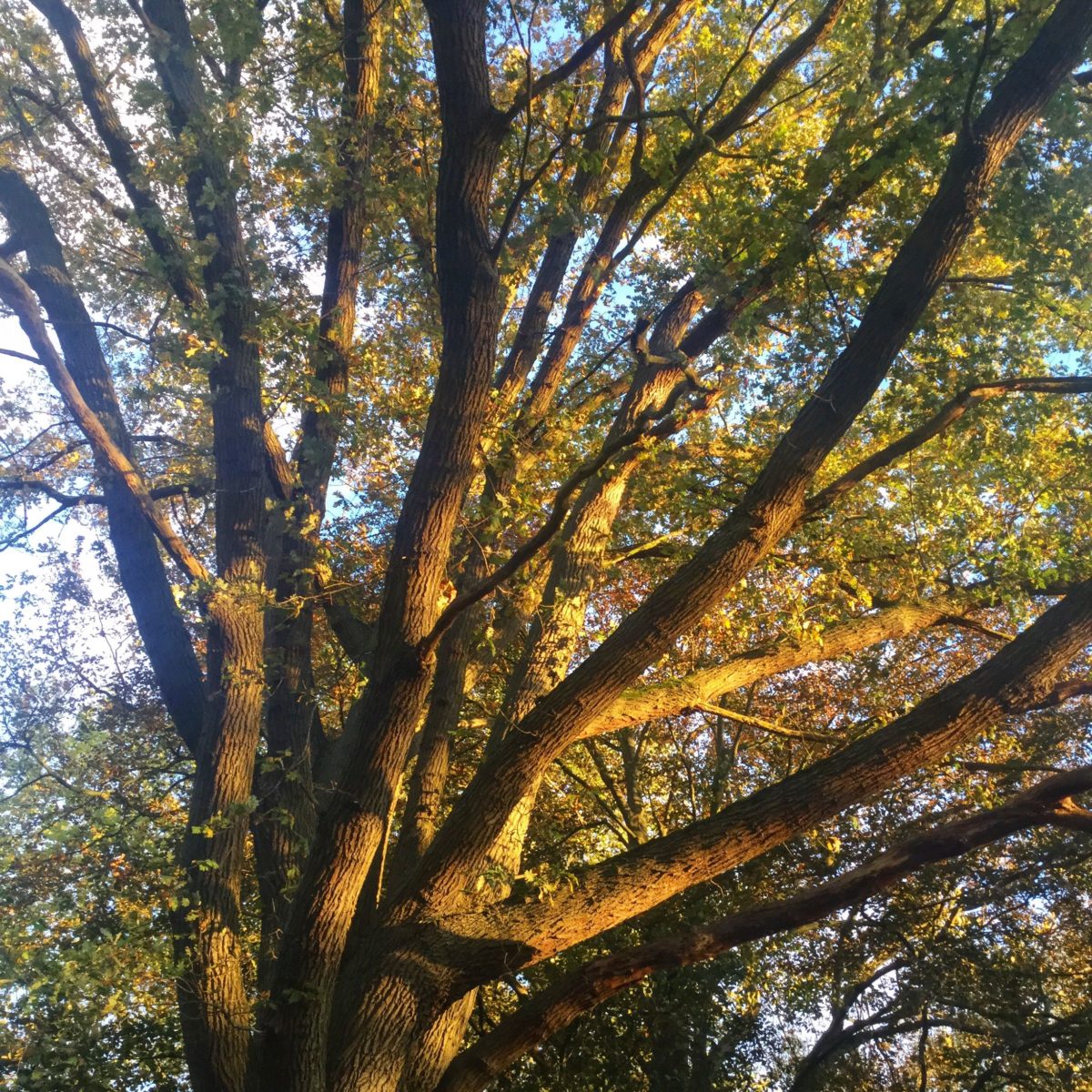 Alter Baum im Herbst