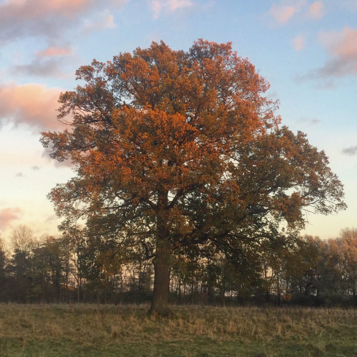 Alter Baum im Herbst