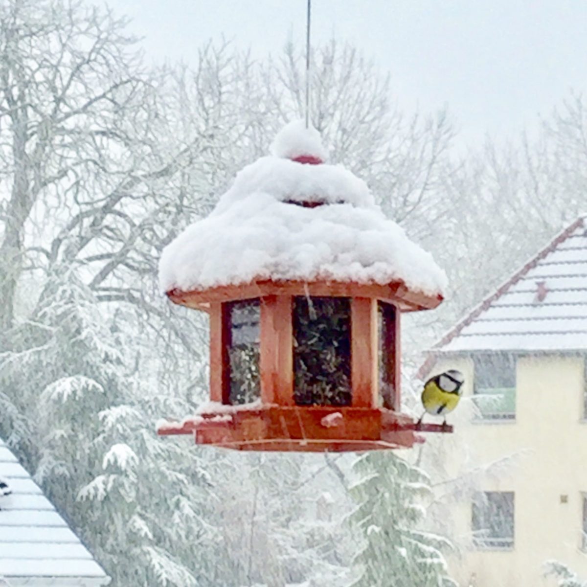 Vogelhäuschen