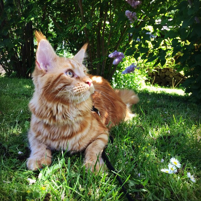 Aurelio im Garten