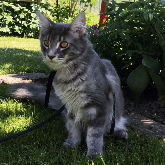 Benji Storm im Garten
