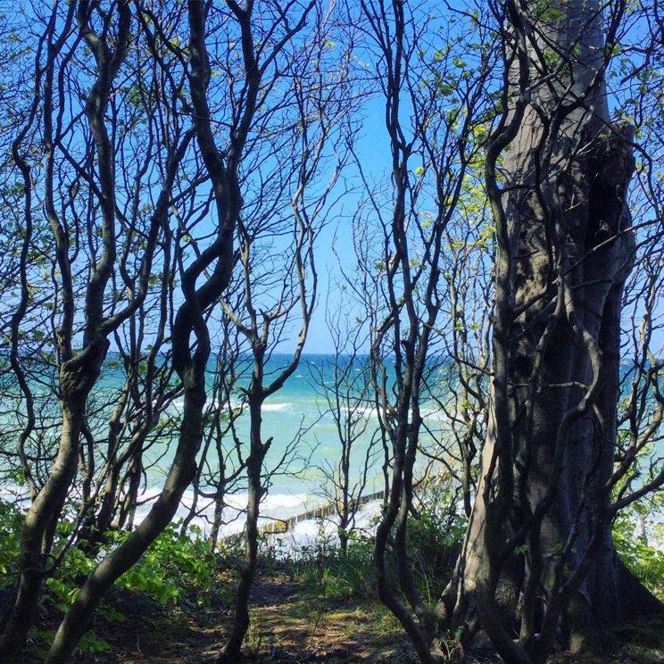 Ausblick vom Gespensterwald Richtung Ostsee