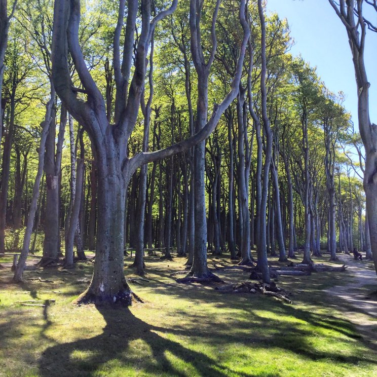 Buchenreihe im Gespensterwald