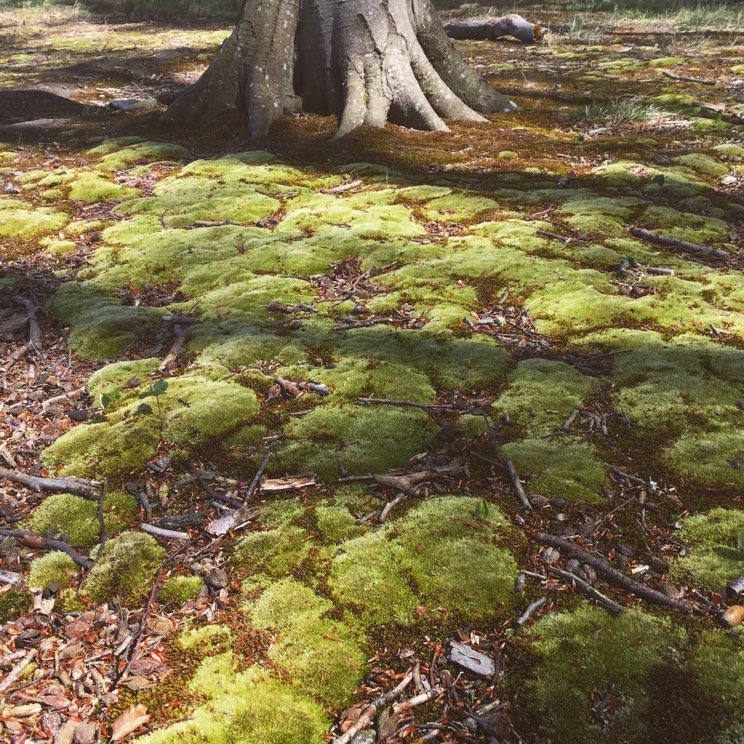 Mooskissen im Gespensterwald