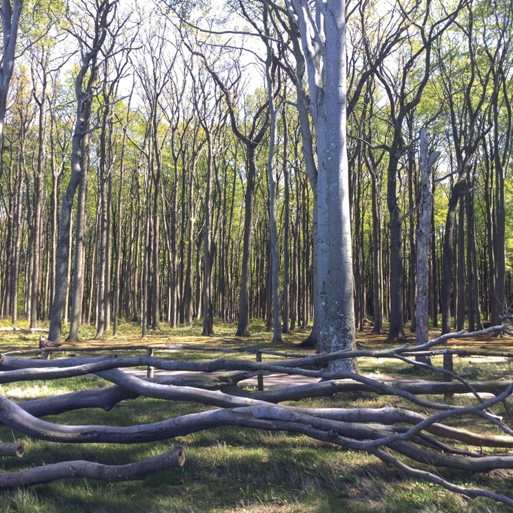 umgestürzte Bäume im Gespensterwald